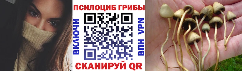 Псилоцибиновые грибы Magic Shrooms  блэк спрут tor  площадка формула  как найти закладки  Наволоки 
